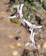 Image de Disa biflora (L.) Druce