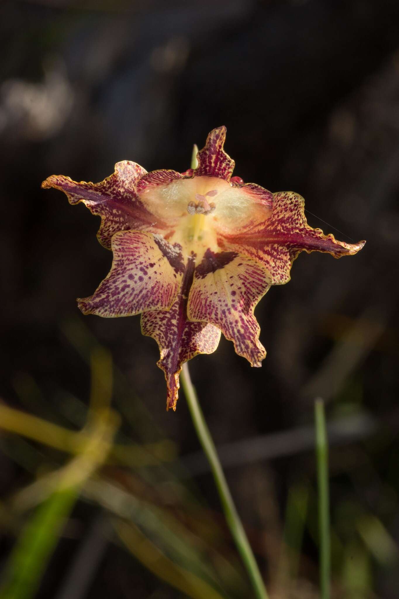 Plancia ëd Gladiolus maculatus Sweet