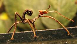 Image of giant stick insect