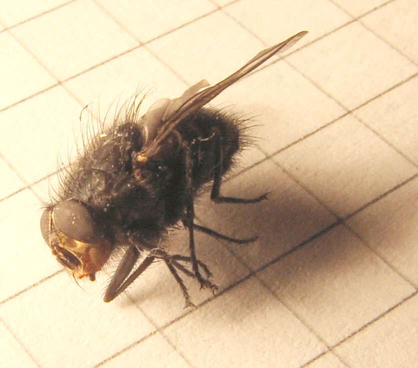 Image of Calliphora