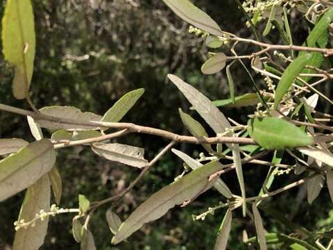 Sivun Croton stigmatosus F. Muell. kuva