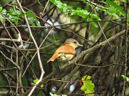 Image of Chestnut-crowned Becard