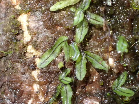 Hymenophyllum armstrongii (Bak.) Kuhn resmi