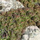 Image of Sempervivum ruthenicum Koch ex Schnittsp. & Lehm.