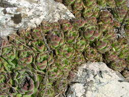 Image of Sempervivum ruthenicum Koch ex Schnittsp. & Lehm.