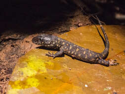 Image of Tropical night lizards