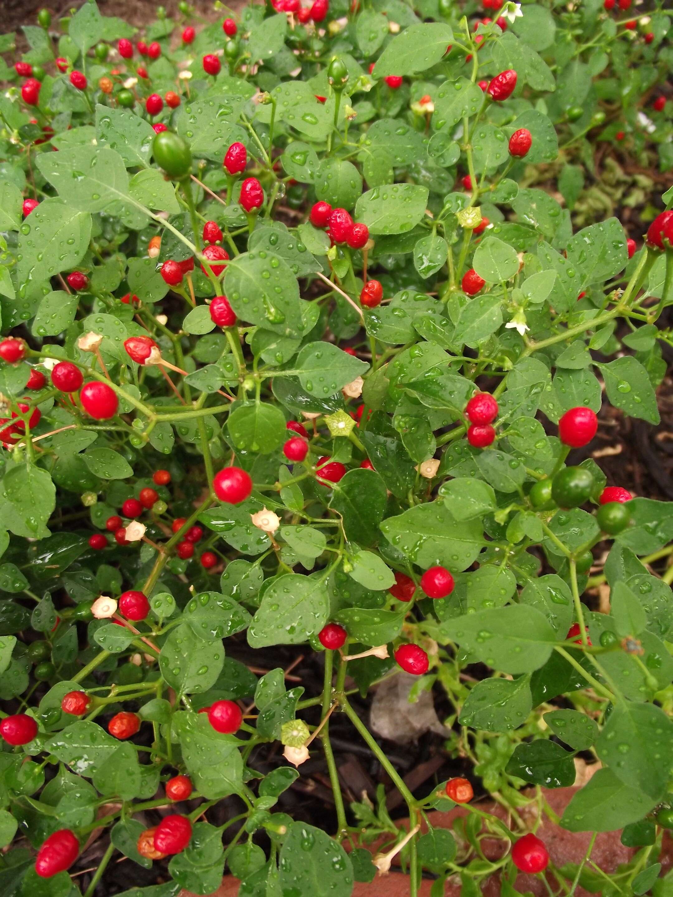 Image of bird pepper