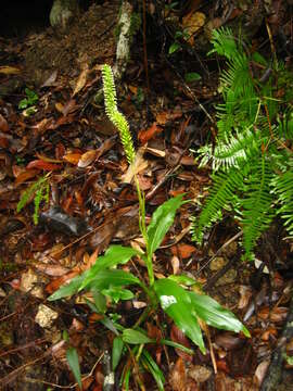 Image de Goodyera procera (Ker Gawl.) Hook.