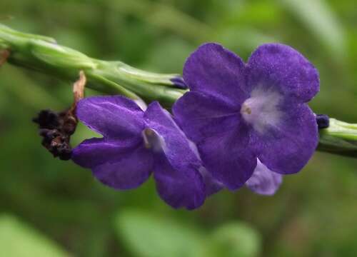 Image of light-blue snakeweed