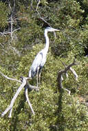 Image of Cocoi Heron