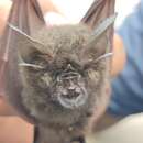 Image of Lesser Woolly Horseshoe Bat