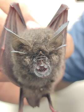 Image of Lesser Woolly Horseshoe Bat