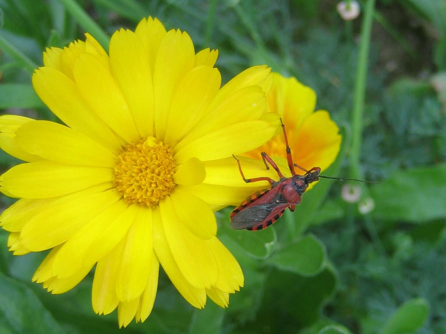 صورة Rhynocoris iracundus (Poda 1761)