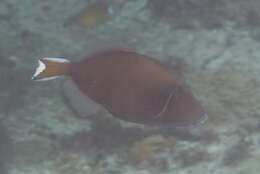 Image of Halfmoon triggerfish