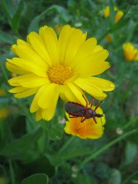 Image of Rhynocoris iracundus (Poda 1761)