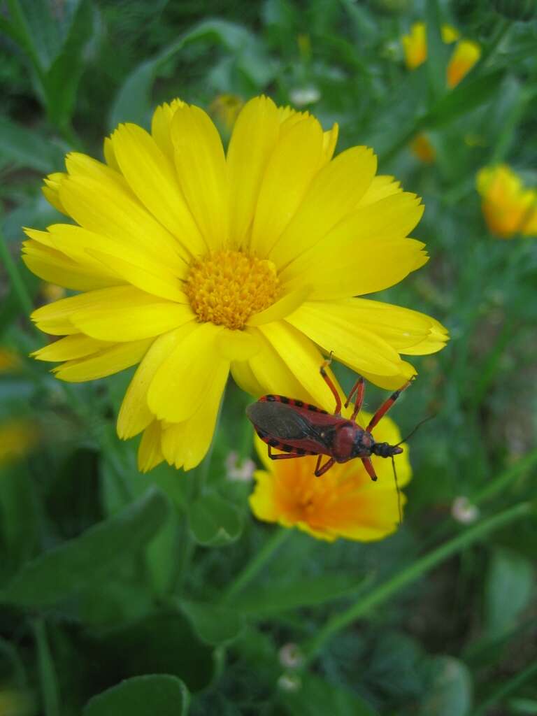 صورة Rhynocoris iracundus (Poda 1761)