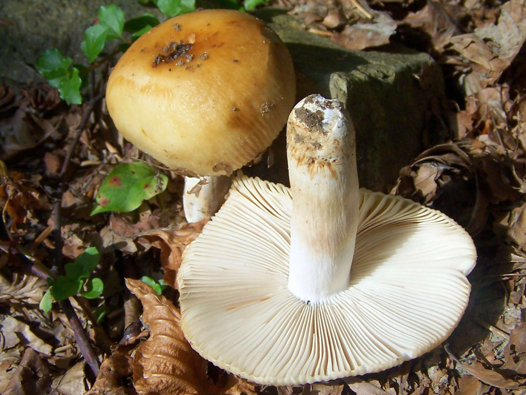 Image of Stinking Russula