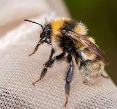 Plancia ëd Bombus distinguendus Morawitz 1869