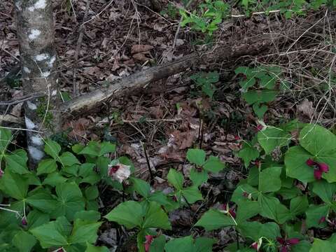 Image of Trillium erectum var. erectum