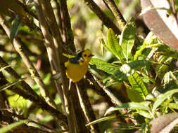 Plancia ëd Myioborus ornatus chrysops (Salvin 1878)