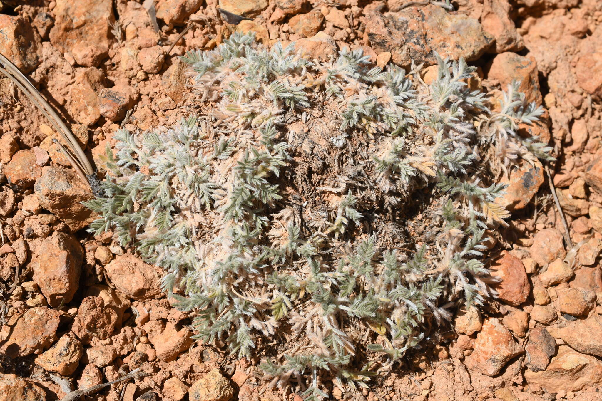 Image of Mountain Locoweed