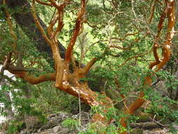 Sivun Luma apiculata (A. P. de Candolle) Burret kuva