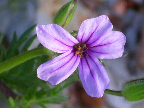 Image of longbeak stork's bill