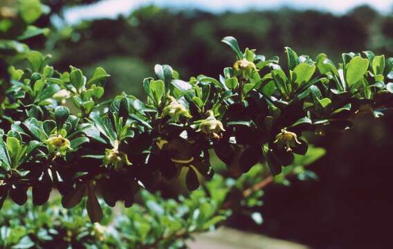 Escallonia myrtilloides L. fil. resmi