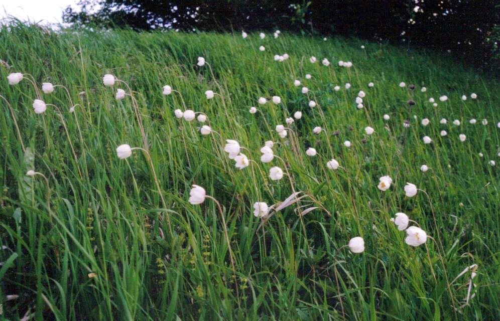 Image of Snowdrop Anemone