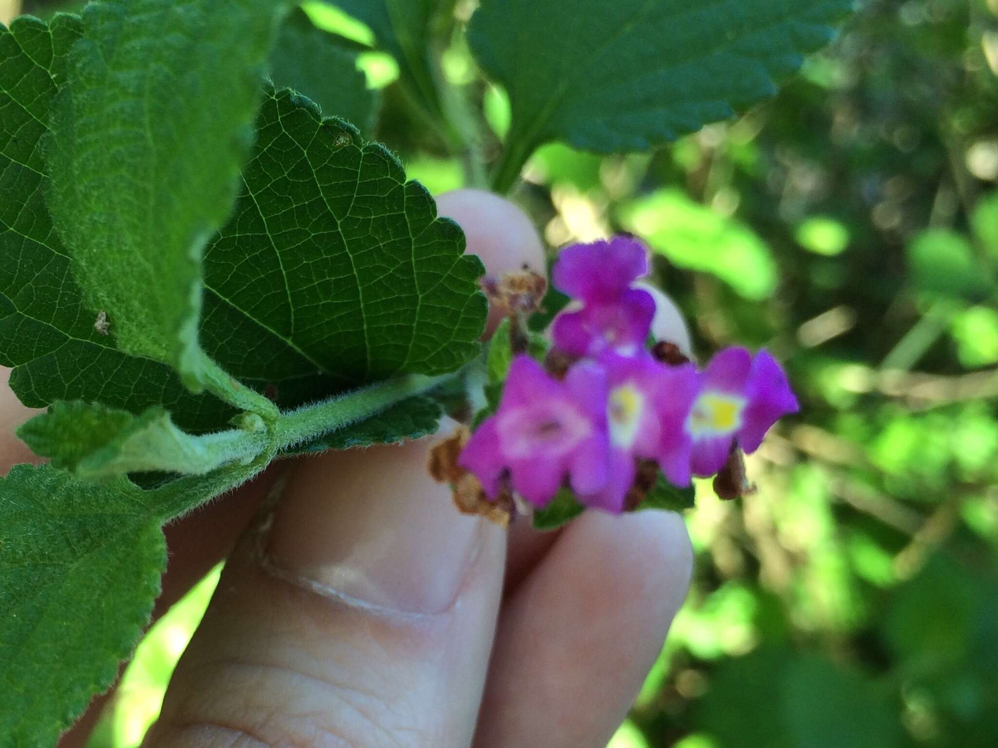 Image of trailing shrubverbena