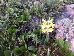 Image of Oeder's lousewort