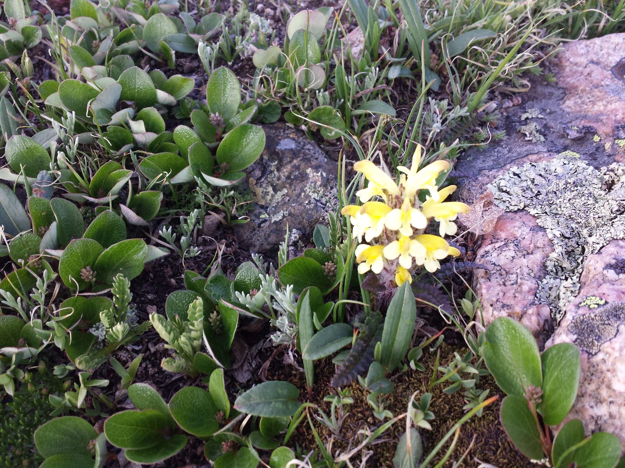 Image of Oeder's lousewort