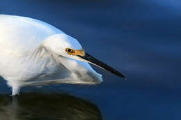 Image of Snowy Egret