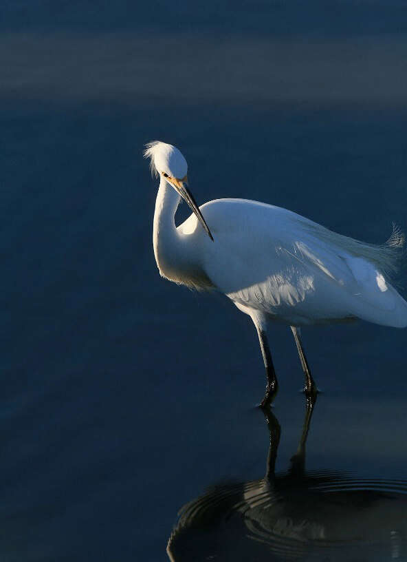 Image of Snowy Egret