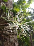 Imagem de Dendrobium aemulum R. Br.