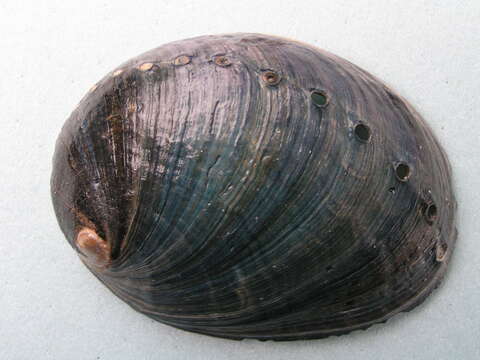 Image of Black Abalone