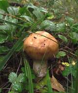 Image of Stinking Russula