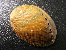 Image of flat abalone
