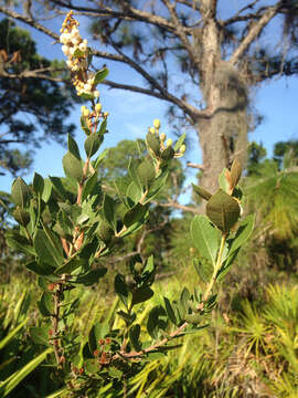 Image de Lyonia fruticosa (Michx.) G. S. Torr. ex B. L. Robins.