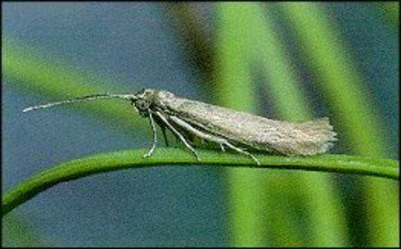 Image of larch case-bearer