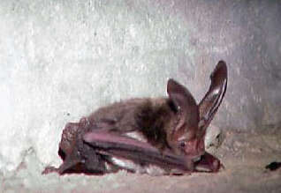 Image of Rafinesque's Big-eared Bat