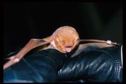 Image de Chauve-souris rousse