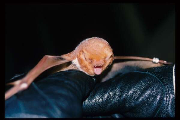 Image of Eastern Red Bat