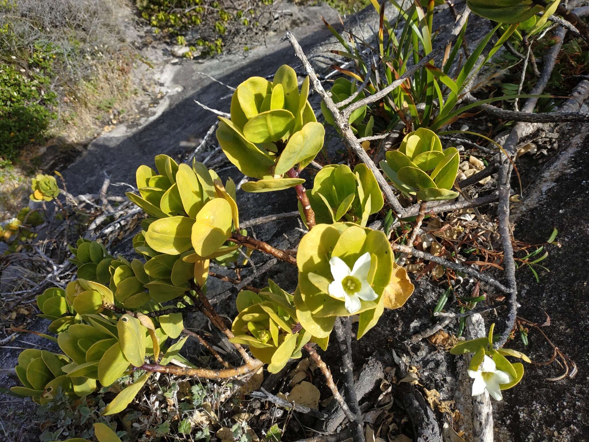 Image of Anthocercis viscosa subsp. viscosa