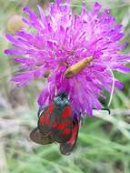 Image of Zygaena cynarae Esper 1789