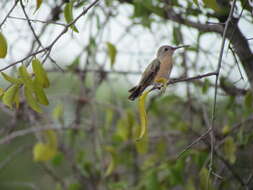 Image of Buffy Hummingbird