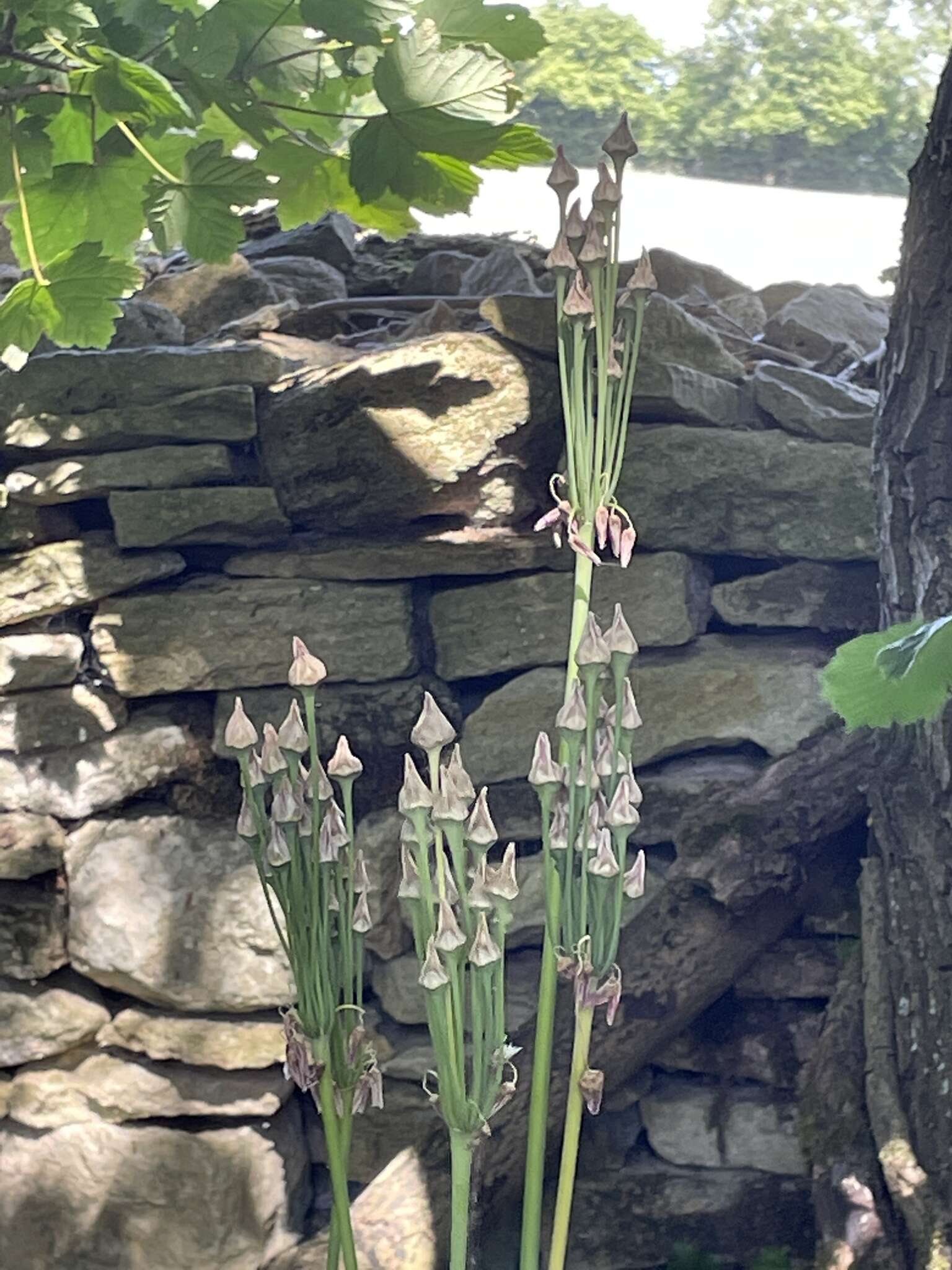 Image of Allium siculum Ucria