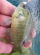 Image of Redspotted Sunfish