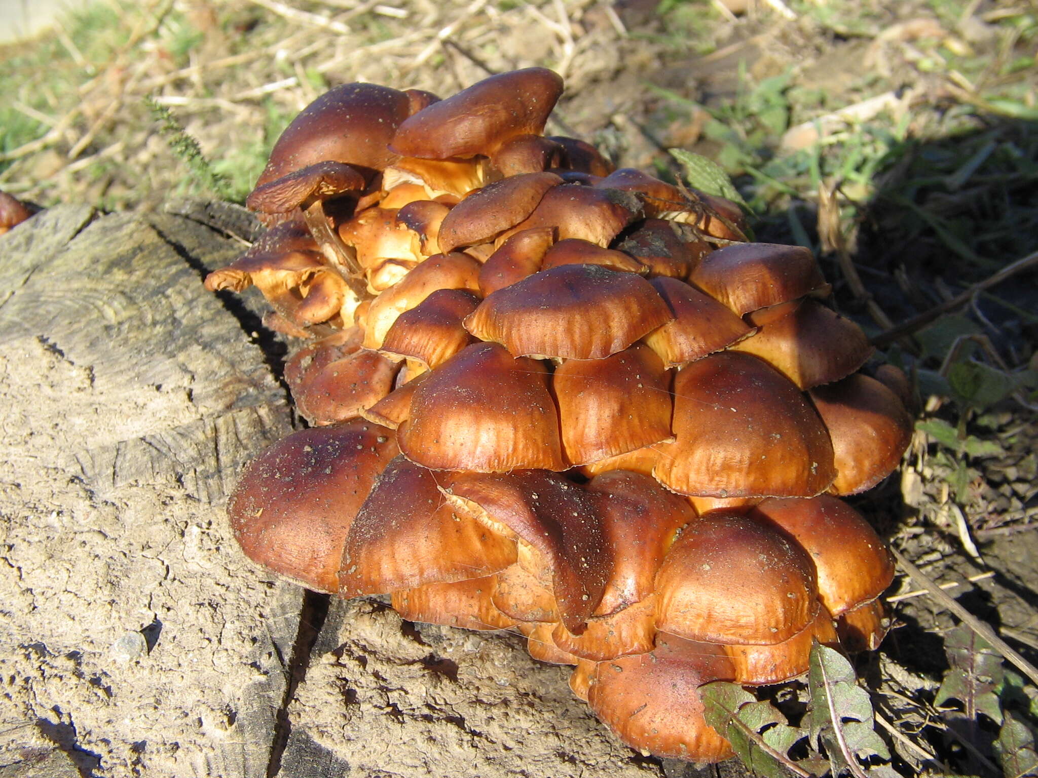 Plancia ëd Flammulina velutipes (Curtis) Singer 1951