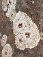 Image of bullseye lichen